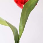 widok na papierowe liście czerwonego tulipana z krepiny