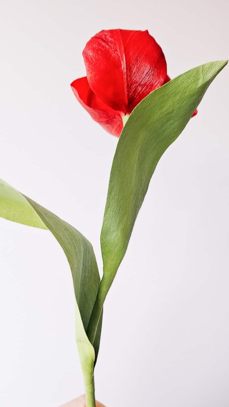 widok na papierowe liście czerwonego tulipana z krepiny