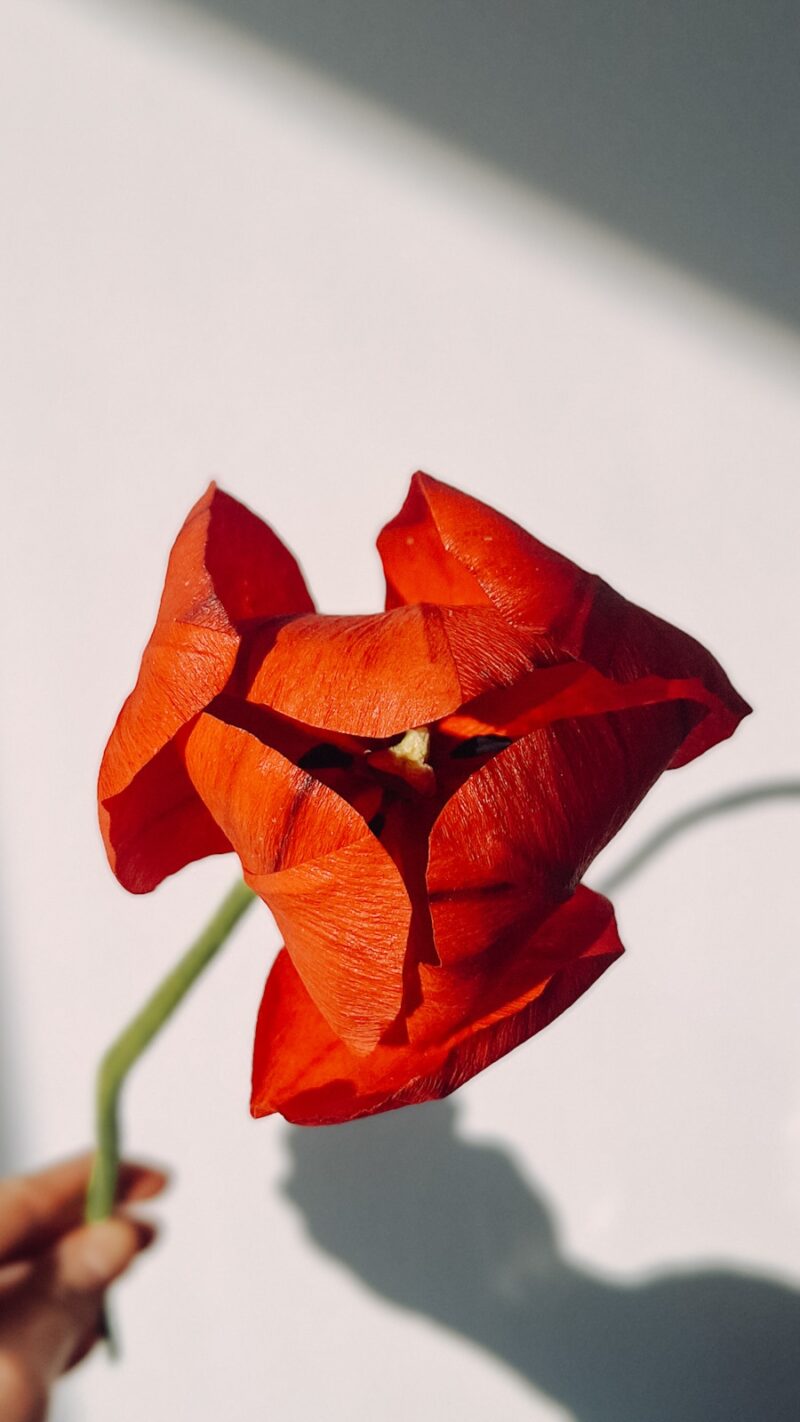 widok z góry na papierowego, czerwonego tulipana