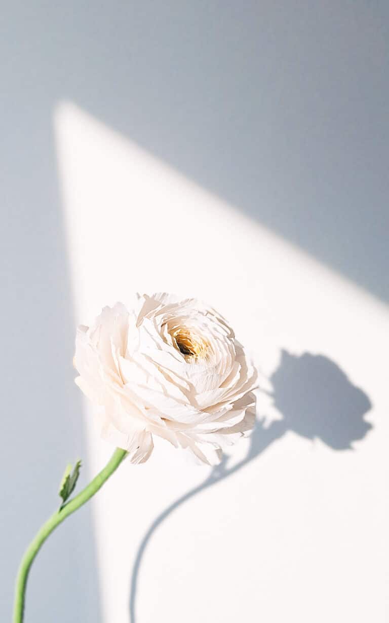 papierowy biały jaskier