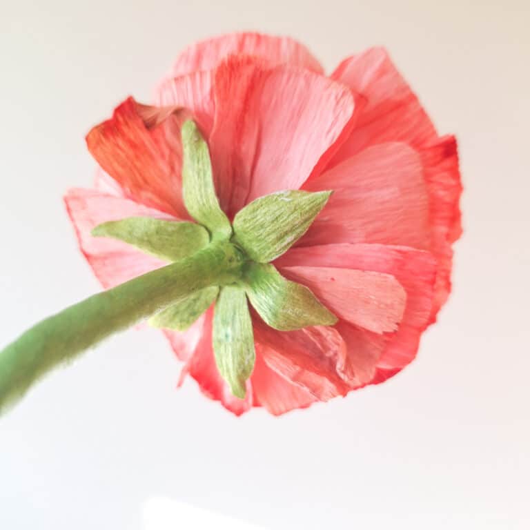 zbliżenie na detale i opracowanie łodygi jaskra wykonanego z krepiny