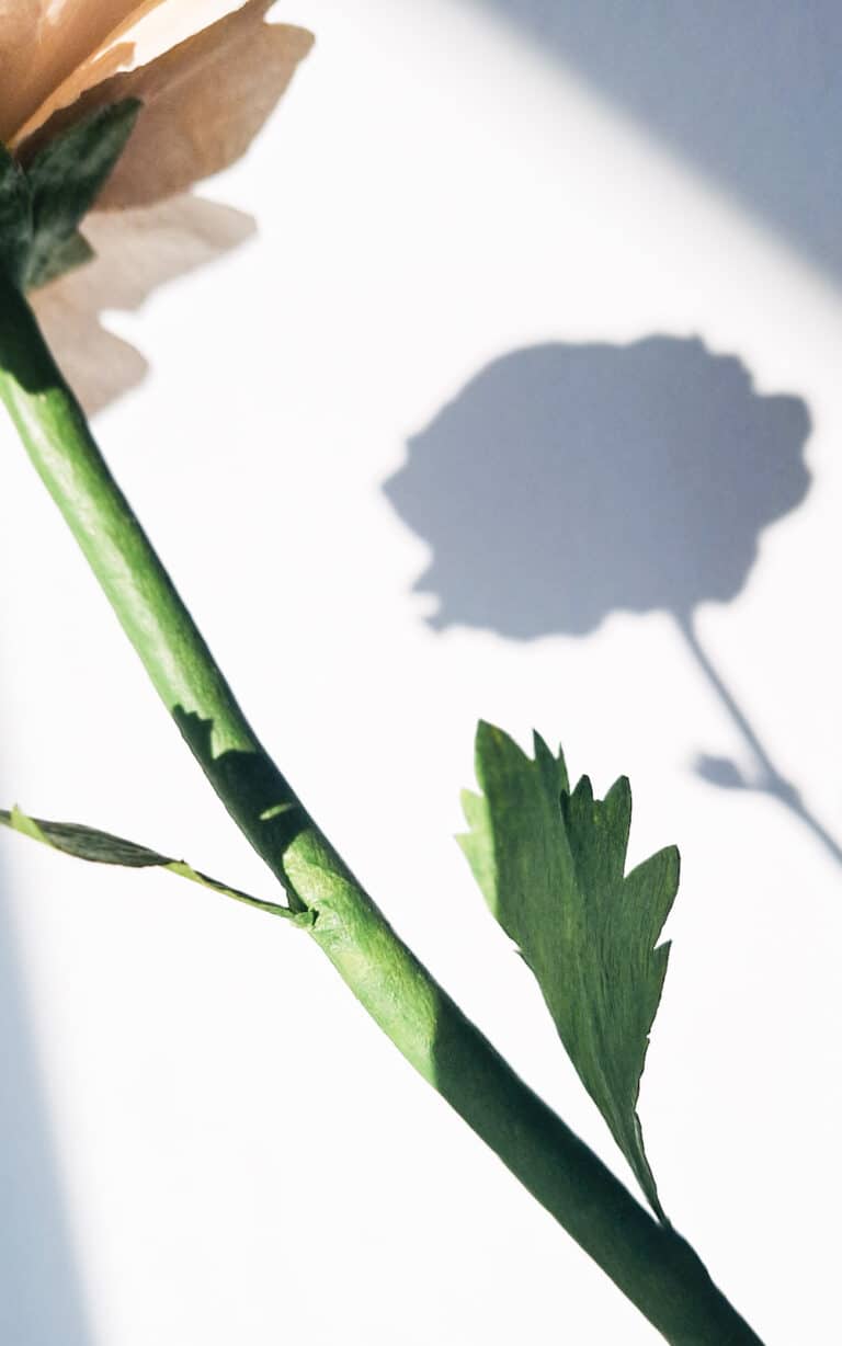 zbliżenie na łodygę papierowego jaskra