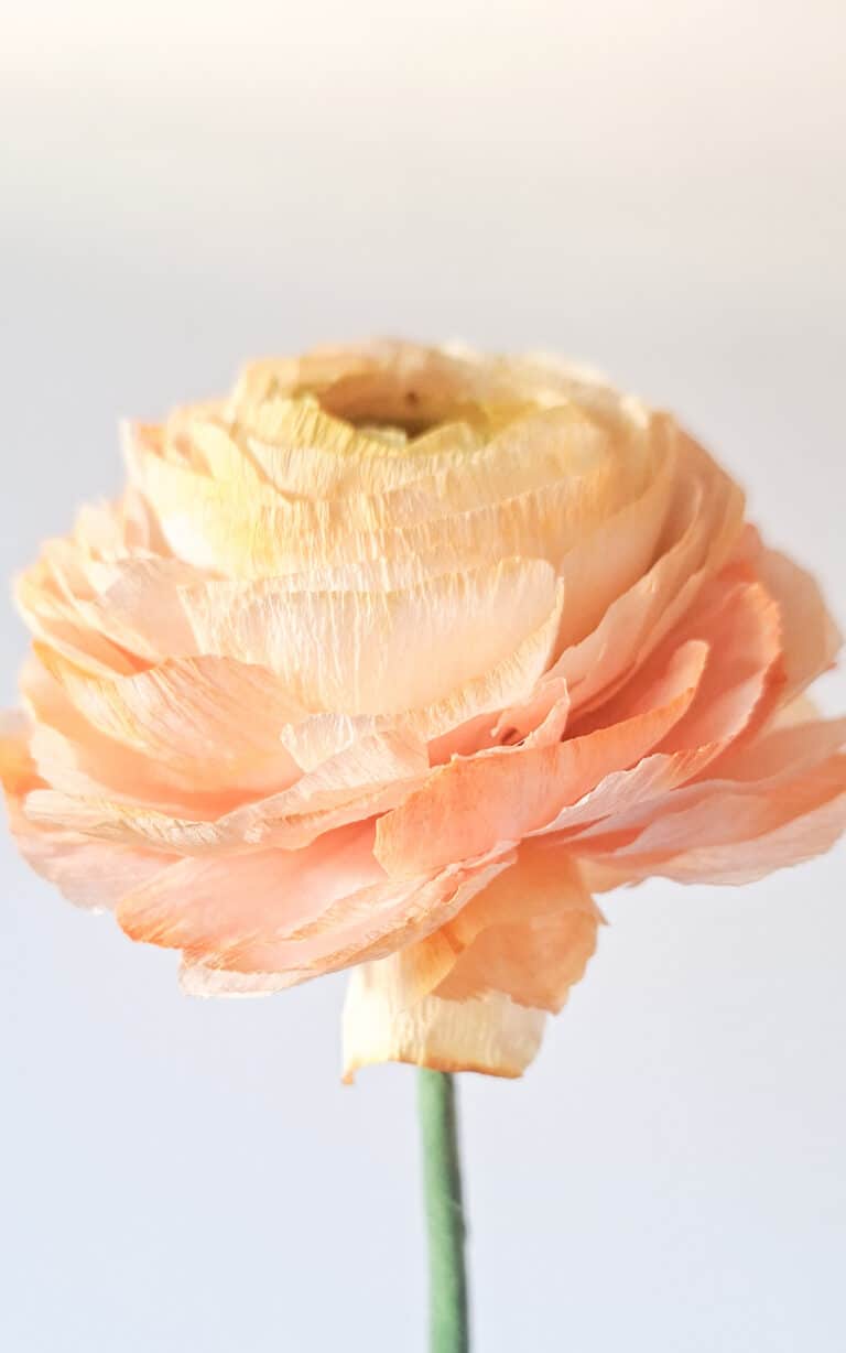 pomarańczowożółty, realistyczny jaskier z papieru wykonany całkowicie ręcznie