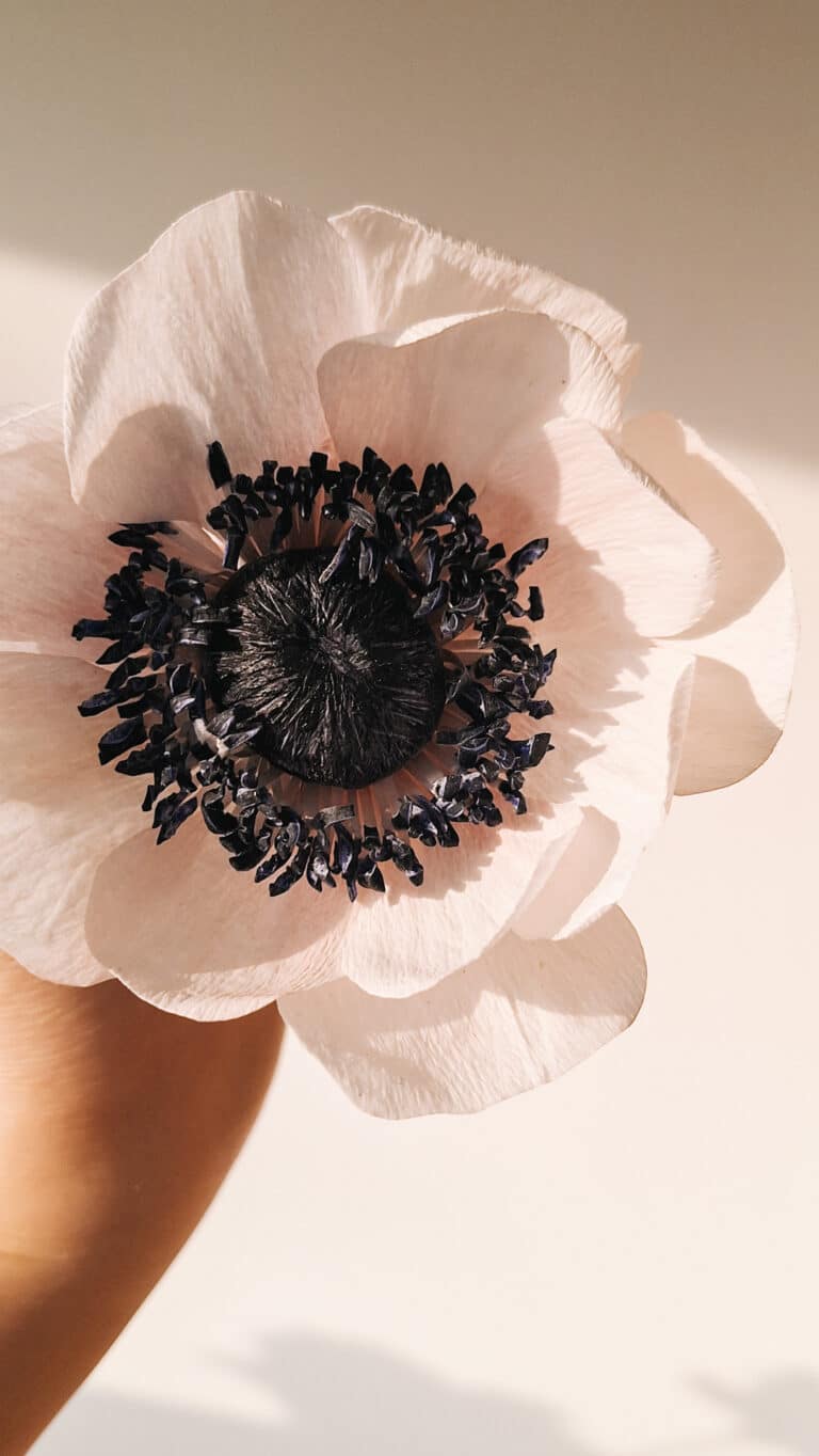 anemon biały z ciemnym środkiem z krepiny