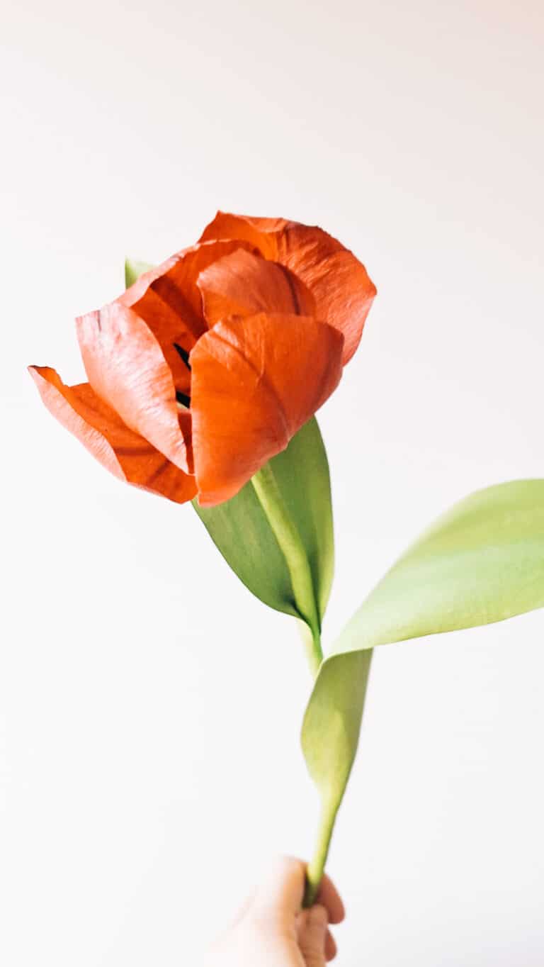 pomarańczowy tulipna z krepiny jak żywy