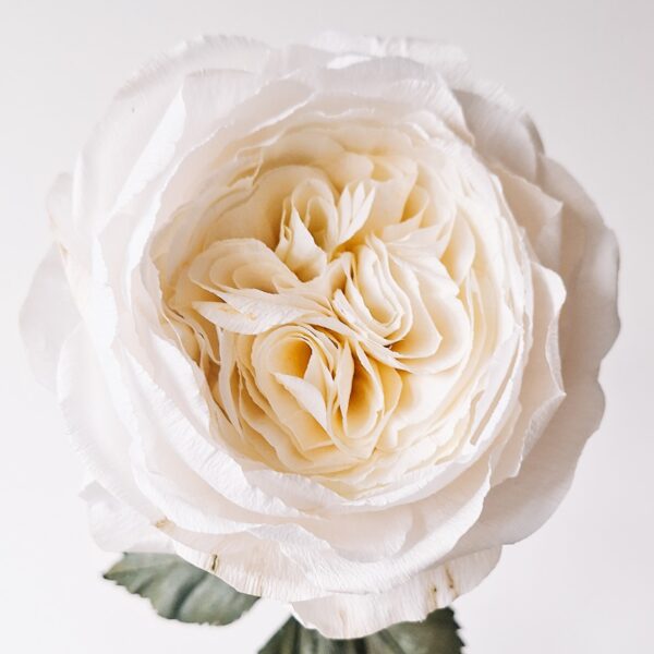 widok z góry na ułożenie płatków papierowej angielskiej róży do złudzenia przypominającej żywy kwiat