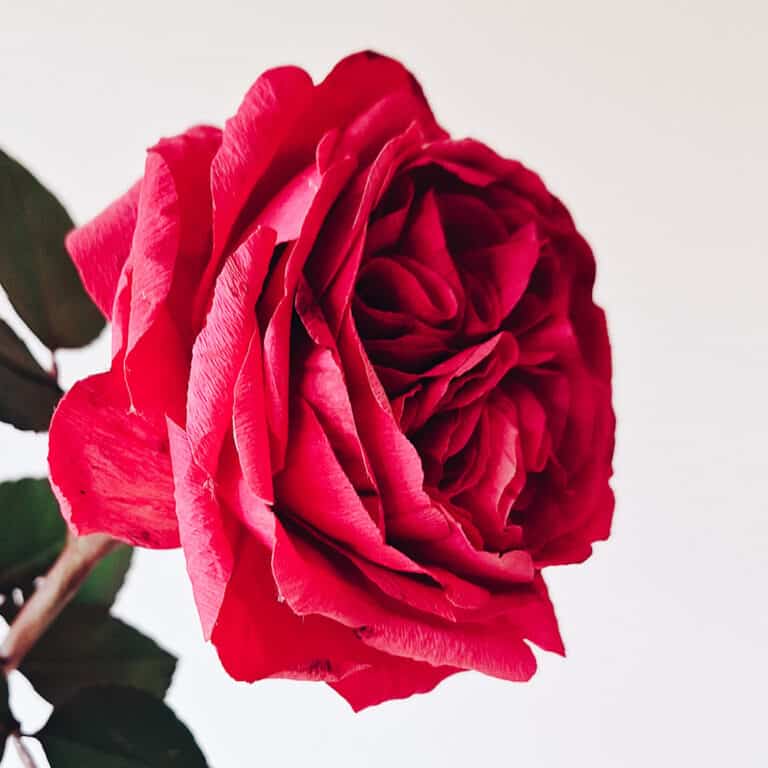 czerwona, papierowa róża angielska wykonana z krepiny z wielka starannościa i oddaniem realizmu