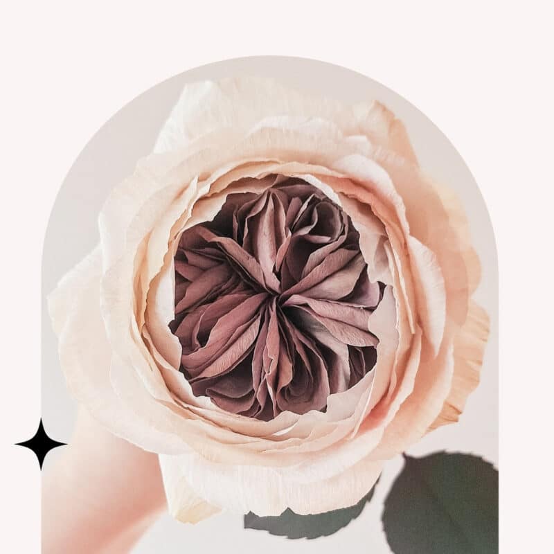 widok z góry na papierową angielską różę o fioletowych płatkach w środku i jasnoróżowych płatkach na zewnątrz