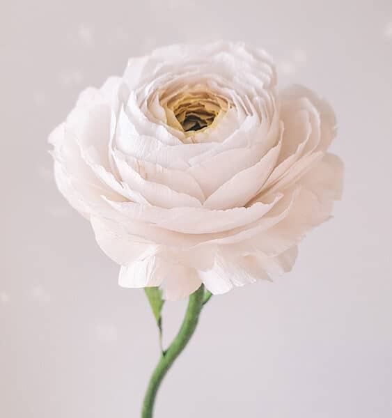 biały, delikatny jaskier wykonany z bibuły, który wiernie odwzorowuje żywego ranunculusa