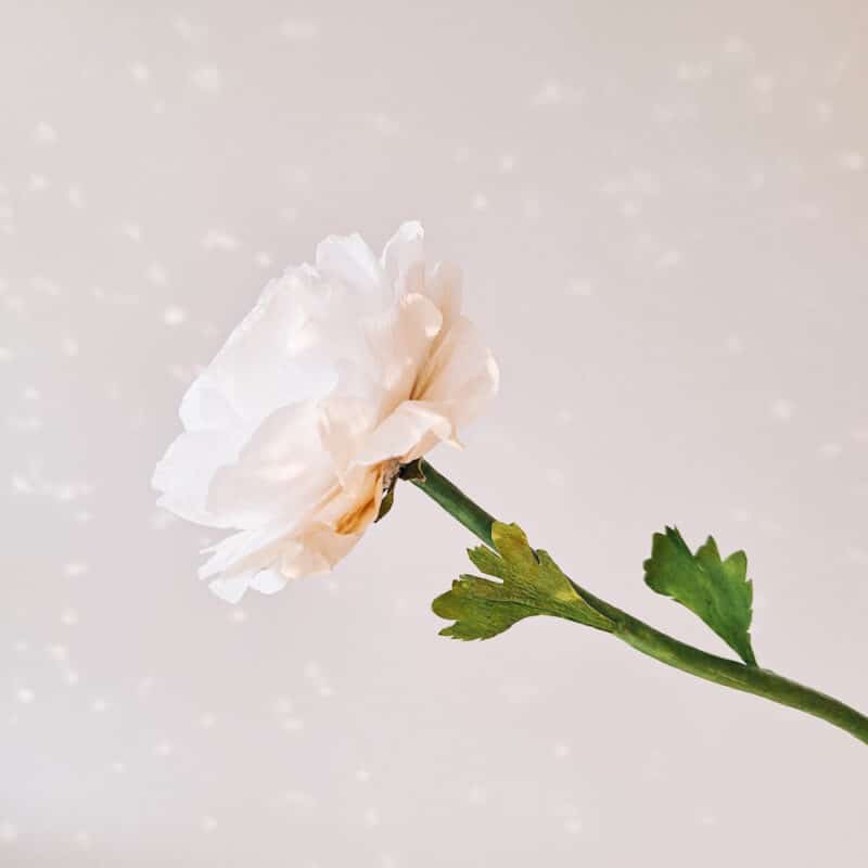 widok z boku na jaskra wykonanego z papieru krepowego