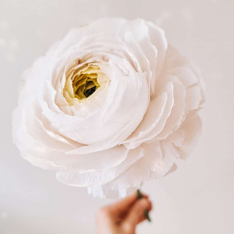 biały, papierowy ranunculus wykonany z krepiny z zachowaniem pełnego realizmu