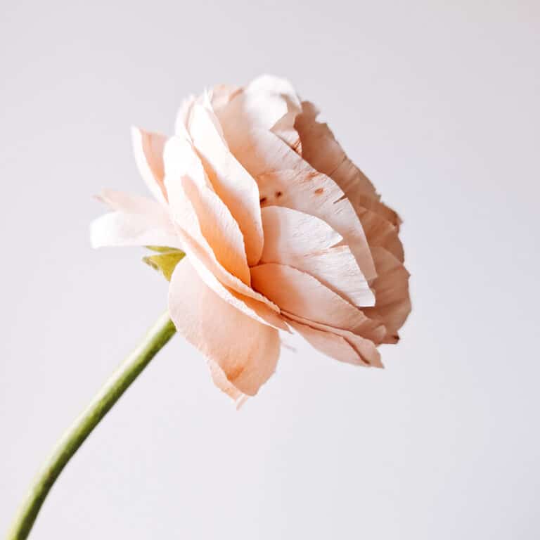 widok na płatki z drobnymi plamkami, które nadają jeszcze więcej naturalności temu papierowemu jaskrowi