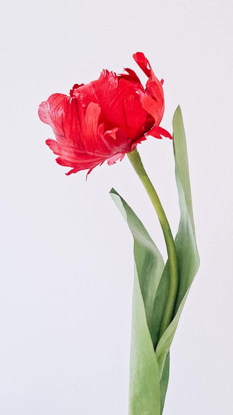 czerwony, papierowy tulipan papuzi z postrzępionymi płatkami i jasnozielonymi liśćmi