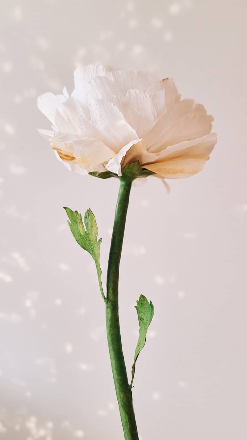 papierowy jaksier pokazany w całej okazałości z zieloną gładką łodygą i dwoma listkami