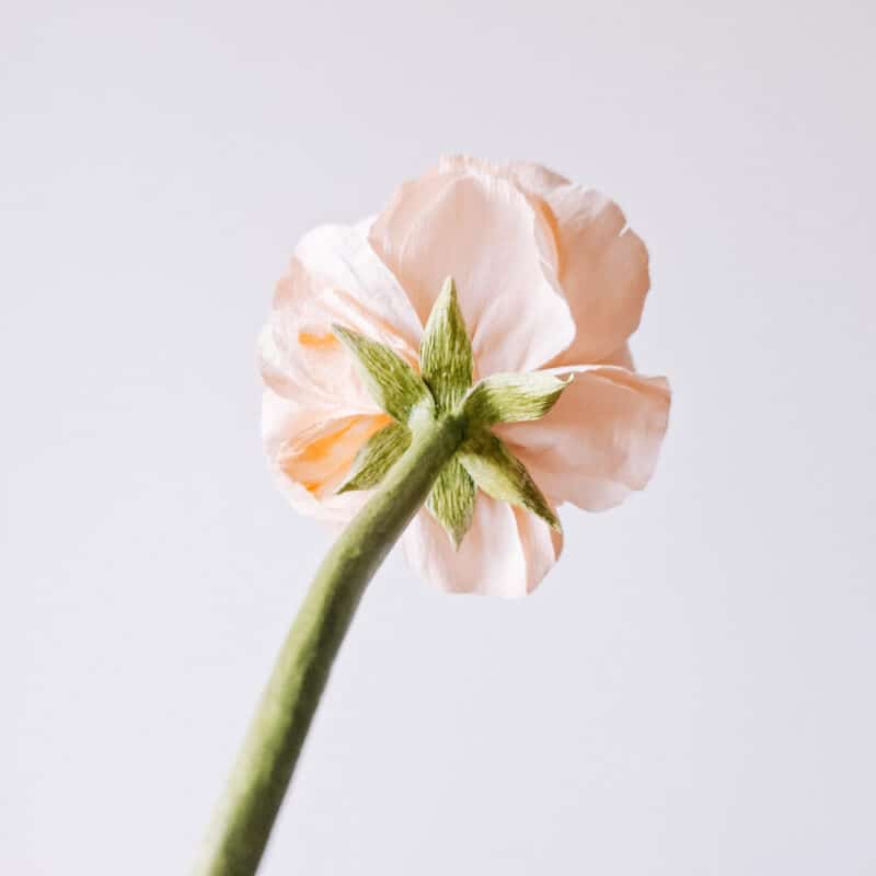 widok na zieloną, gładką łodygę papierowego jaskra wykonanego z krepiny