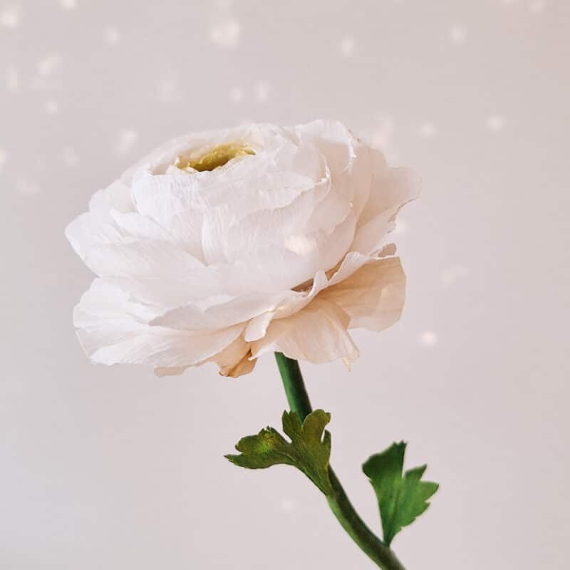 bibułowy, biały jaskier na migoczącum tle