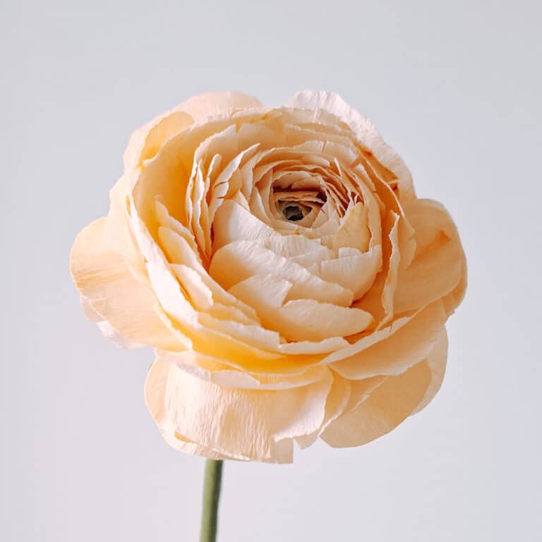 pomarańczowy jaskier wykonany z papieru krepowego, który wygląda jak żywy