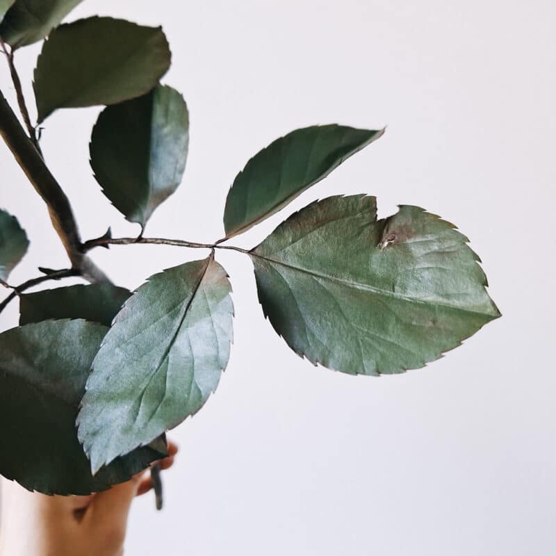 widok na realistyczne, zielone liście papierowej rózy