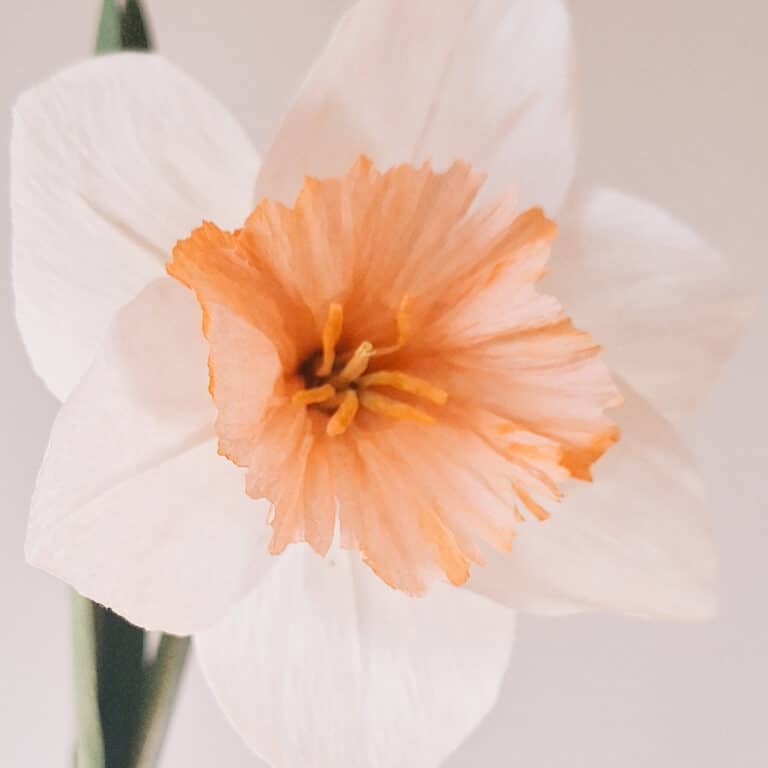 papierowy, ealistyczny narcyz wykonany z papieru z oddaniem botanicznych detali