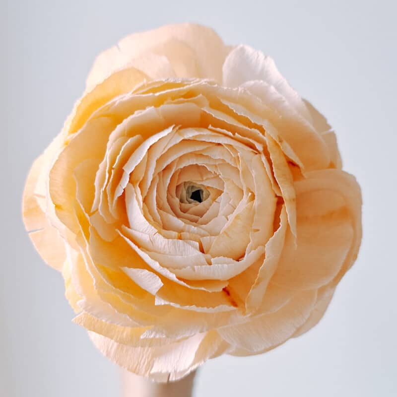 widok z góry na układ płatków papierowego jaskra wykonanego ręcznie