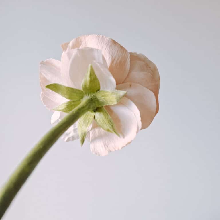 widok na łodygę i tył głowy jaskra z papieru