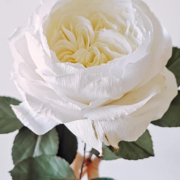 papierowa, biała róża z kremowym centrum inspirowana różami Austina