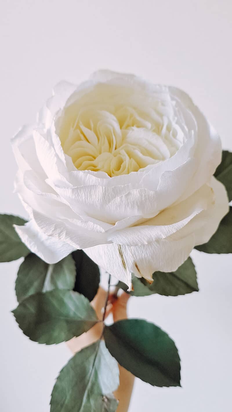 papierowa, biała róża z kremowym centrum inspirowana różami Austina