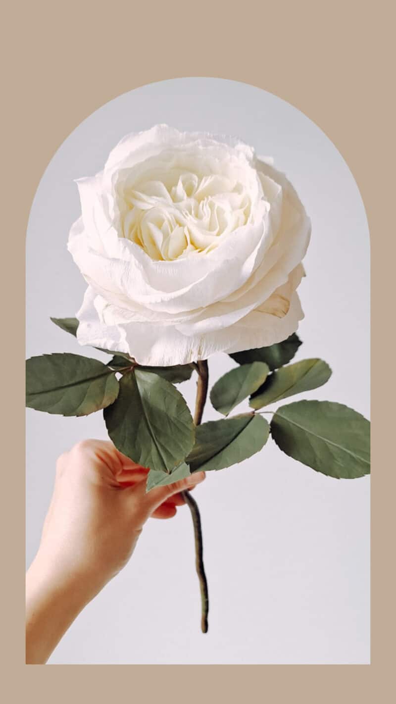 biała róża angielska wykonana ręcznie z papieru i która wiernie oddaje wygląd żywej róży