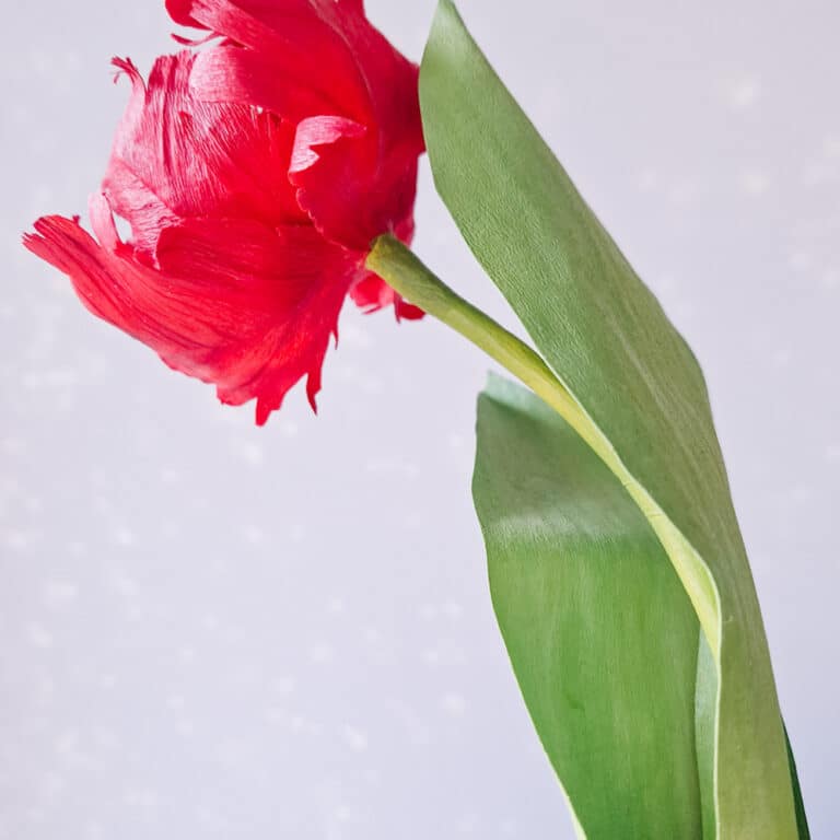 widok na płatki i liście papierowego tulipana w kolorze czerwonym