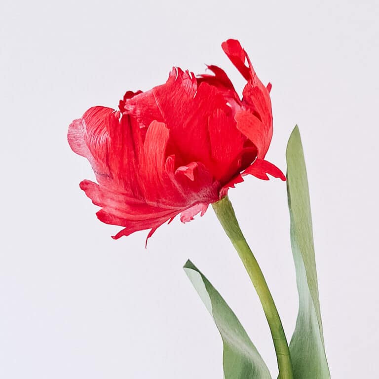 widok z boku na czerwonego tulipana wykonanego ręcznie z oddaniem realistycznych szczegółów