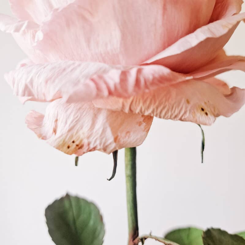 zbliżenie na papierowe, krepinowe płatki róży