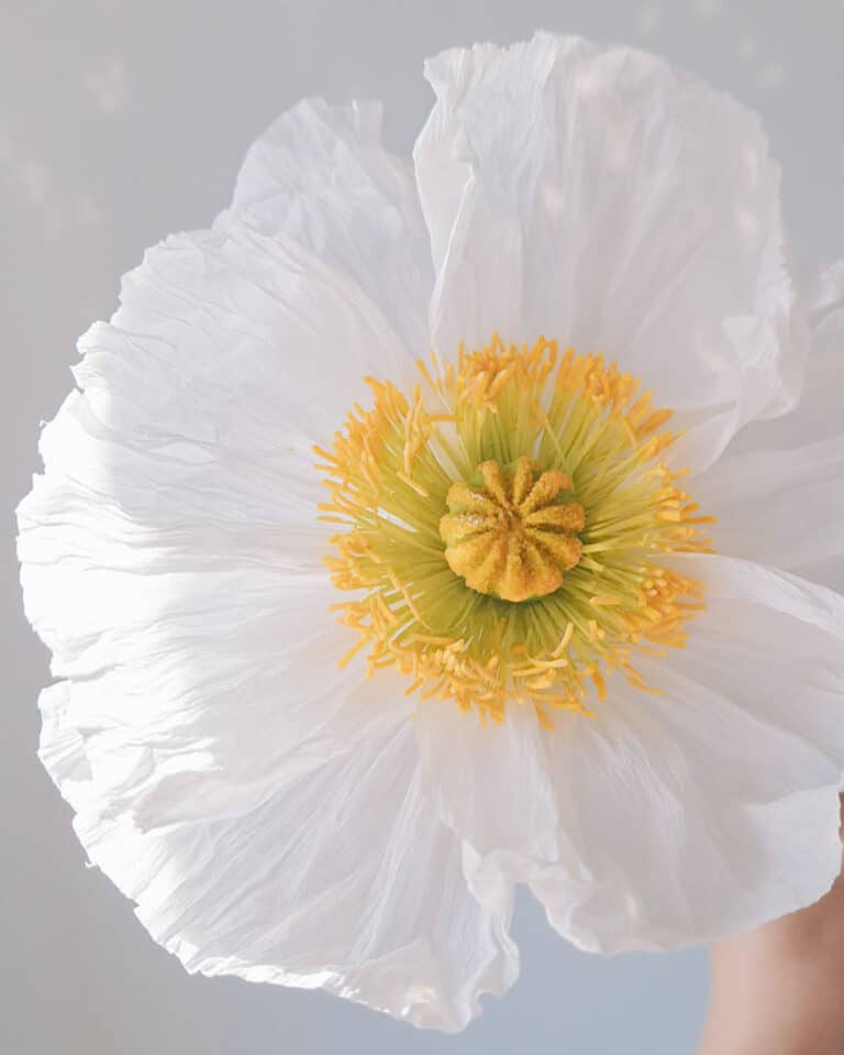 papierowy mak islandzki o białych płatkach jak żywy