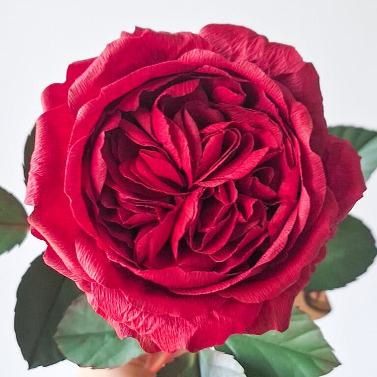 widok z góry na płatki papierowej czerwonej rózy angielskiej