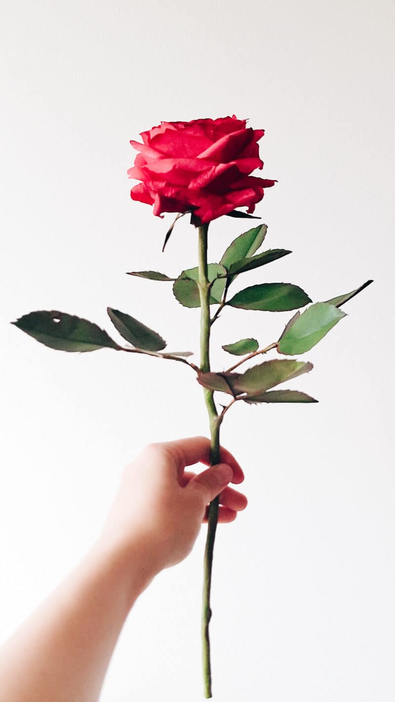 czerwona, realistyczna papierowa róża w całej okazałości