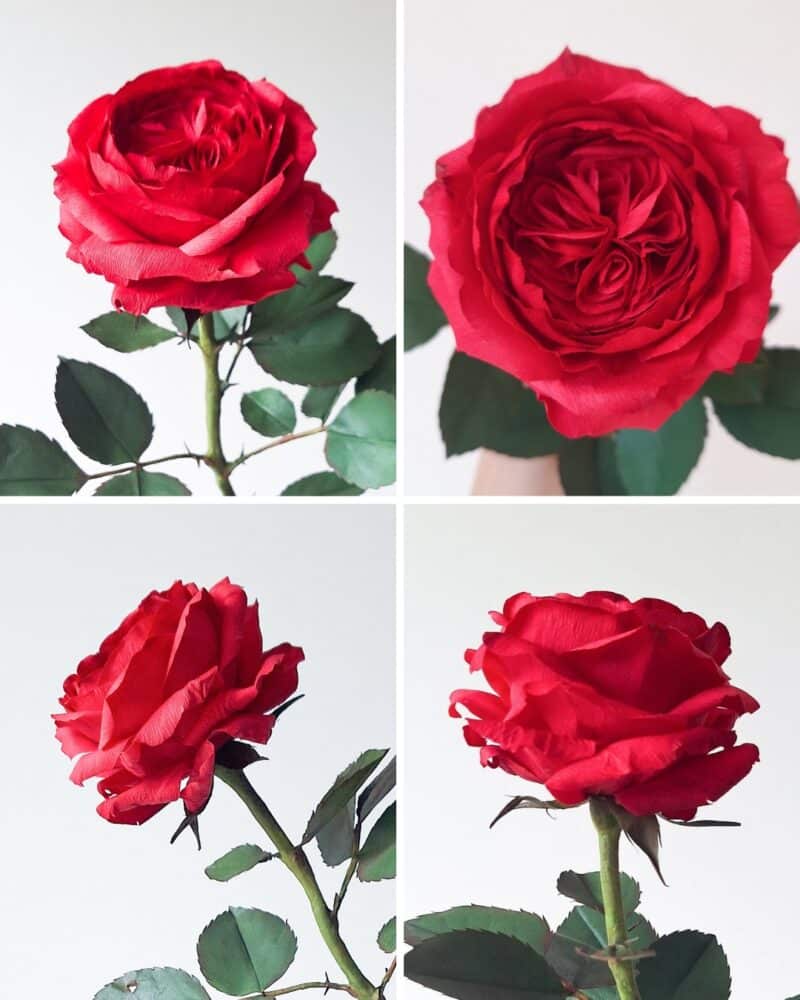 kolaż przedstawiający cztery zdjęcia karminowej róży wykonanej z krepiny