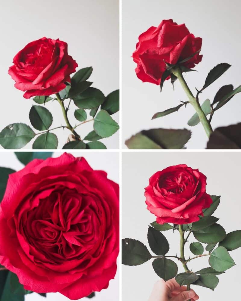 kolaż przedstawiający czerwoną różę z krepiny