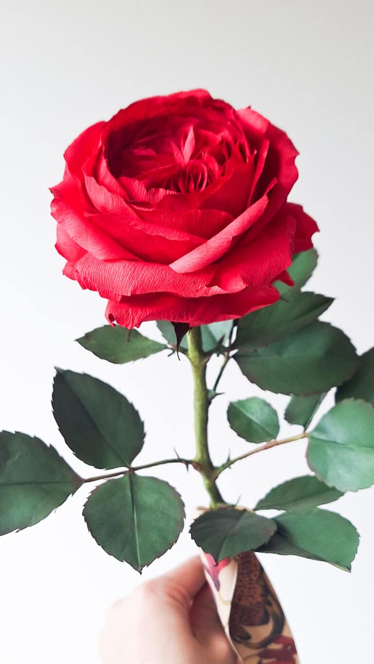 czerwona róża angielska wykonana w całości z papieru