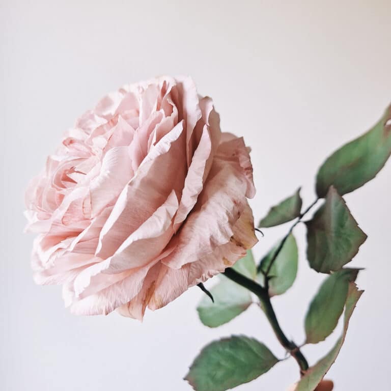 jasnoróżowa papierowa róża łudząco przypominająca żywą różę, ręcznie wykonana