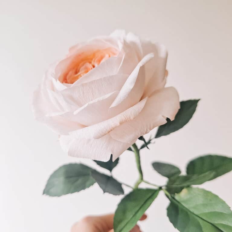 papierowa róża angielska wykonana z papieru z pomarańczowym środkiem i jasnymi płatkami na zewnątrz