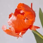 pomarańczowy tulipan z papieru wykonany ręcznie z uwzględnieniem najdrobniejszych detali