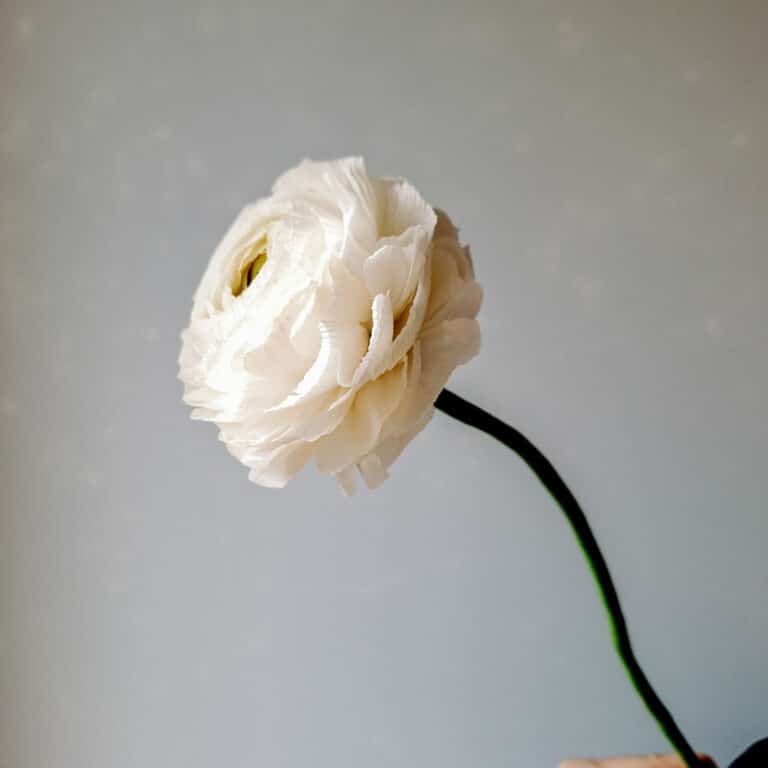 realistyczny jaskier z papieru w kolorze białym