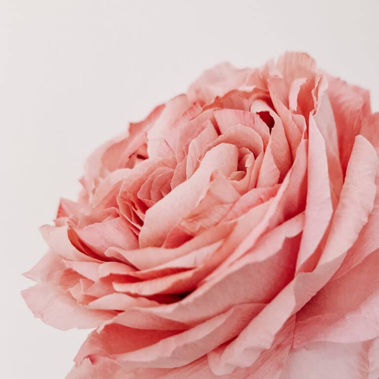 widok na papierową angielską różę o pięknych realistycznych płatkach