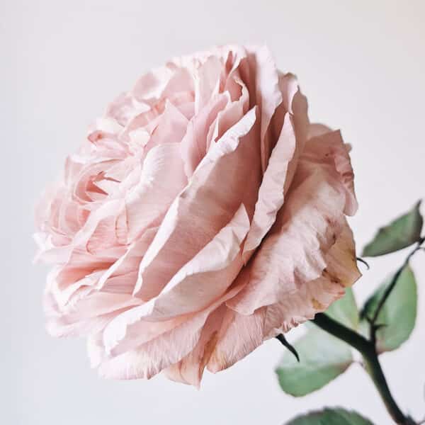 róża w kolorze pudrowym wykonana z papieru