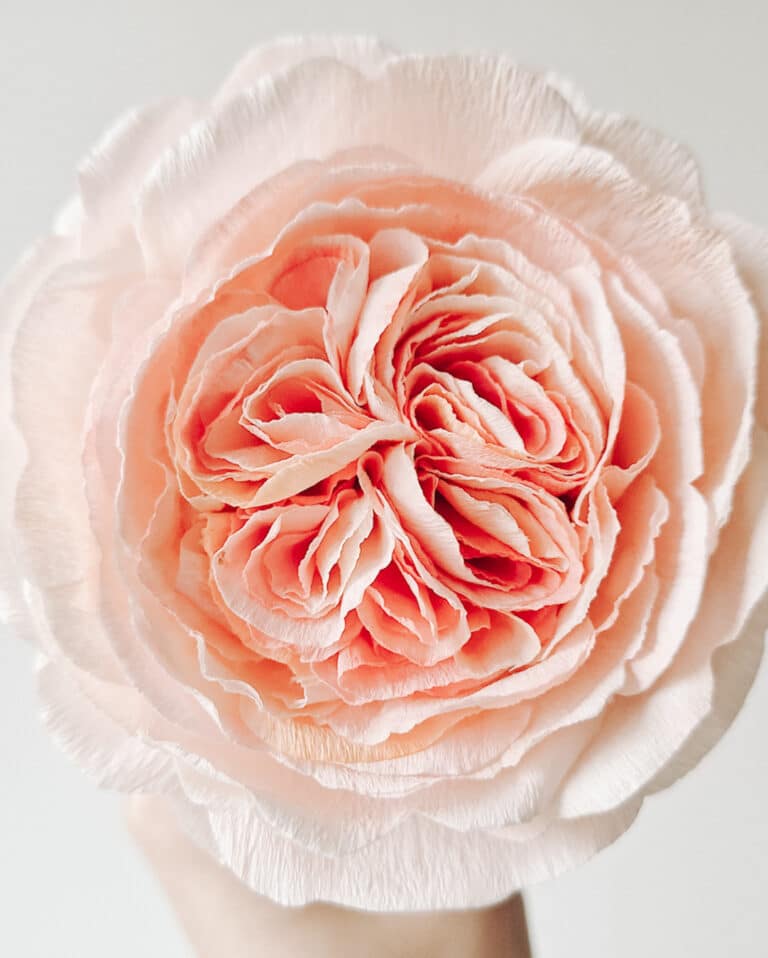 papierowa, realistyczna róża ogrodowa z pomarańczowym środkiem i kremowymi płatkami na zewnątrz