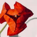 tulipan czerwony papierowy, który do złudzenia przypomina żywy kwiat