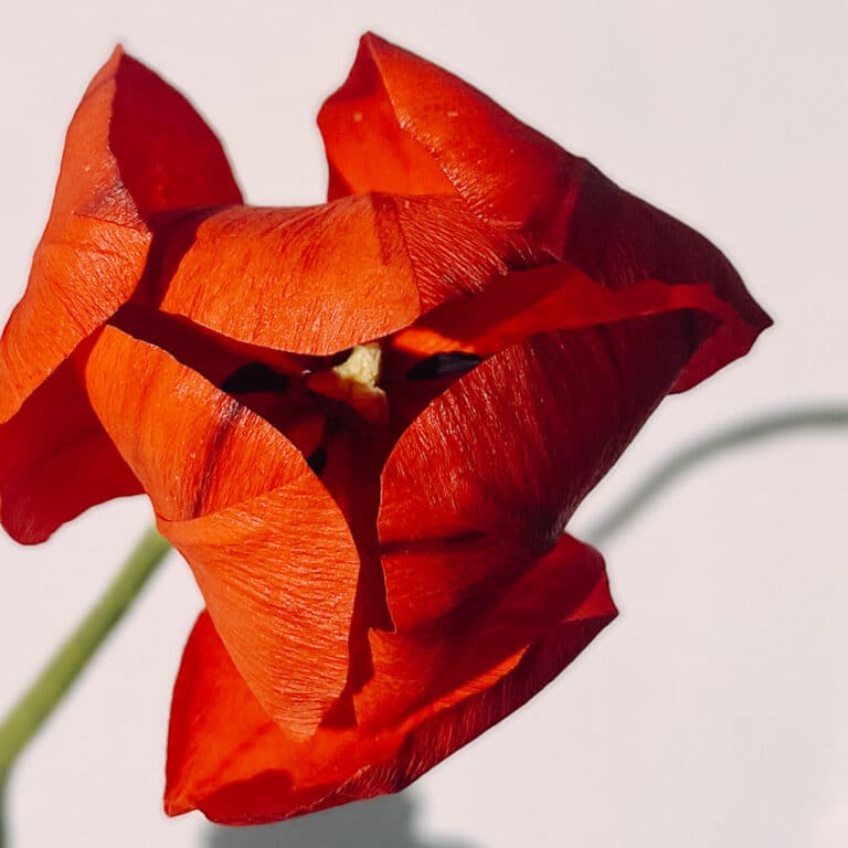 tulipan czerwony papierowy, który do złudzenia przypomina żywy kwiat