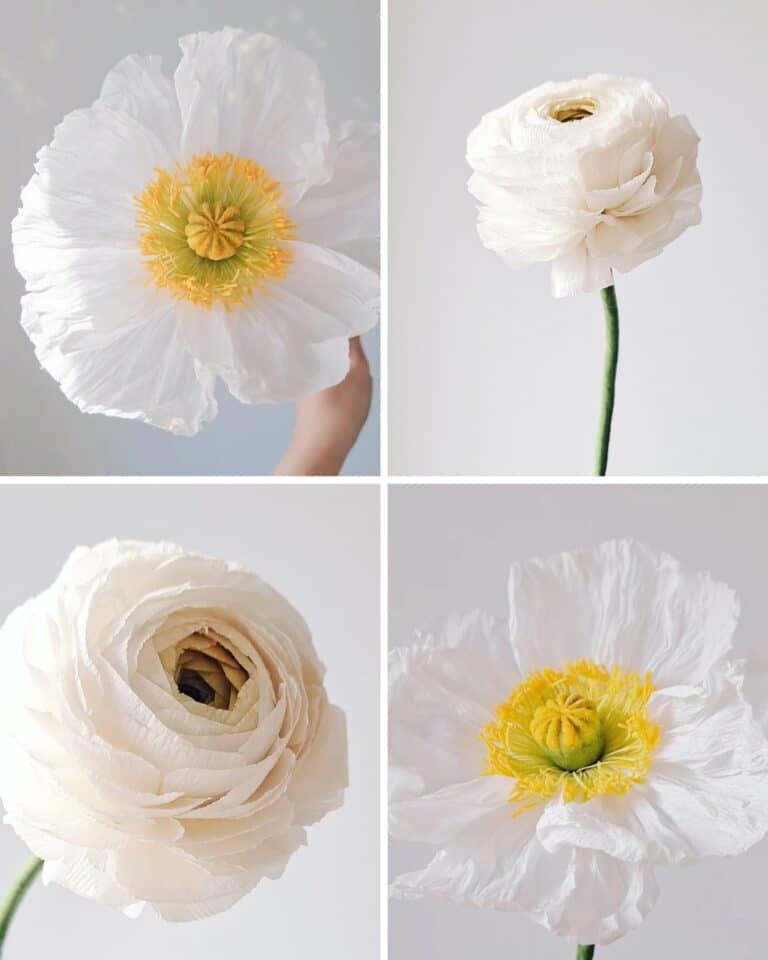 kolaż przedstawiający realistyczne maki i jaskry z papieru w kolorze białym