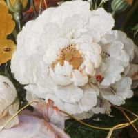 roża biała na obrazie z mocno rozwiniętymi płatkami