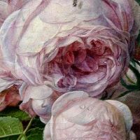 różowa róża angielska z obrazu barokowego