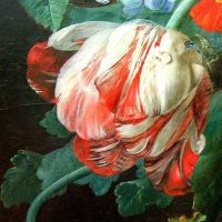 tulipan papuzi z holenderskiego obrazu